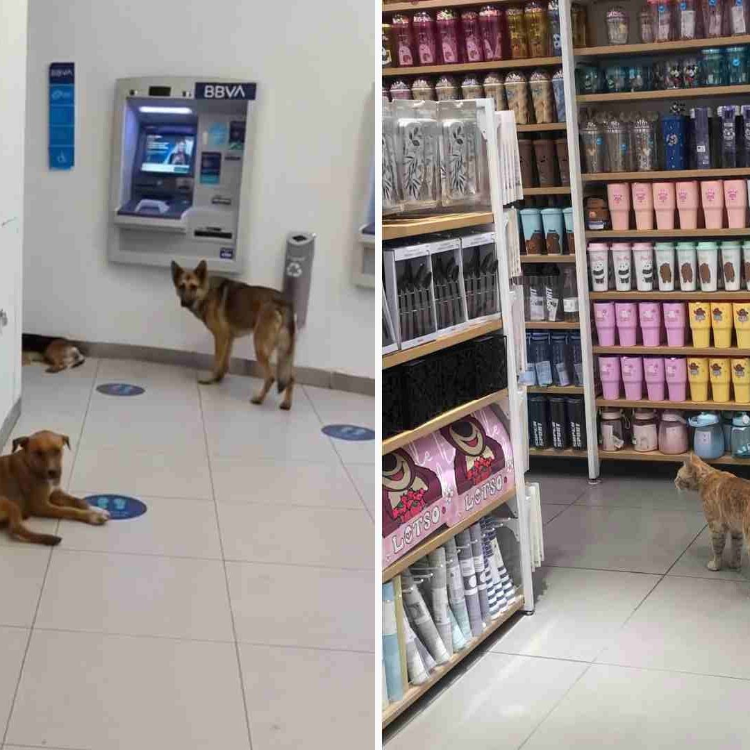 Mascotas se protegen del calor en comercios de Mexicali, BC