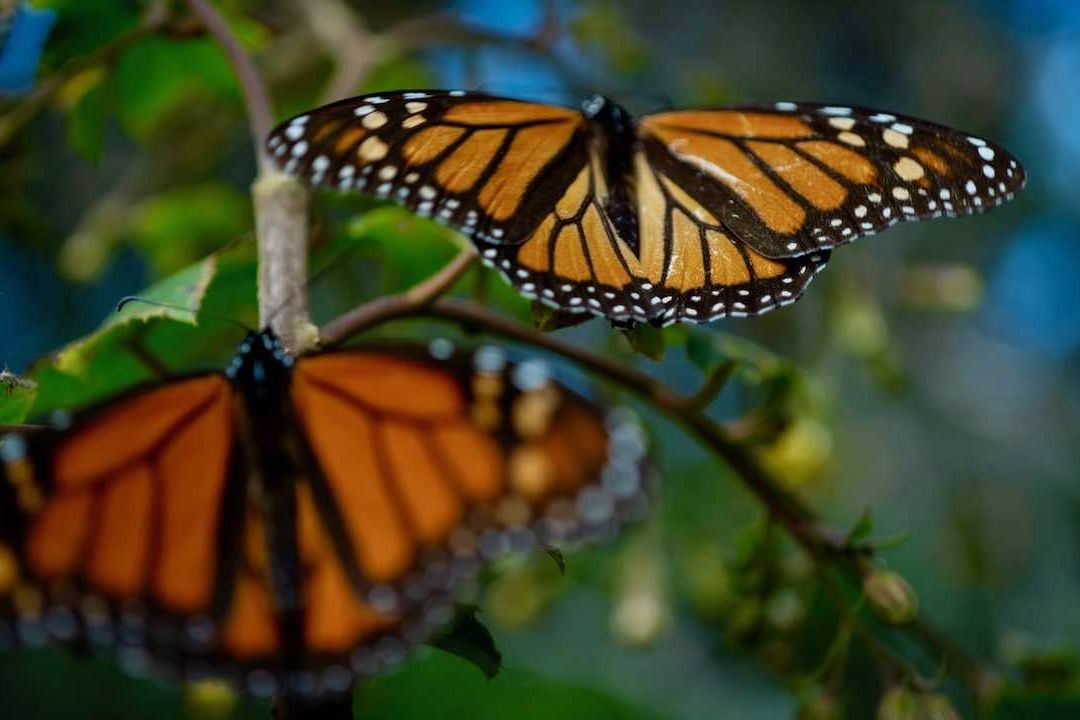Mariposas monarca captadas en México