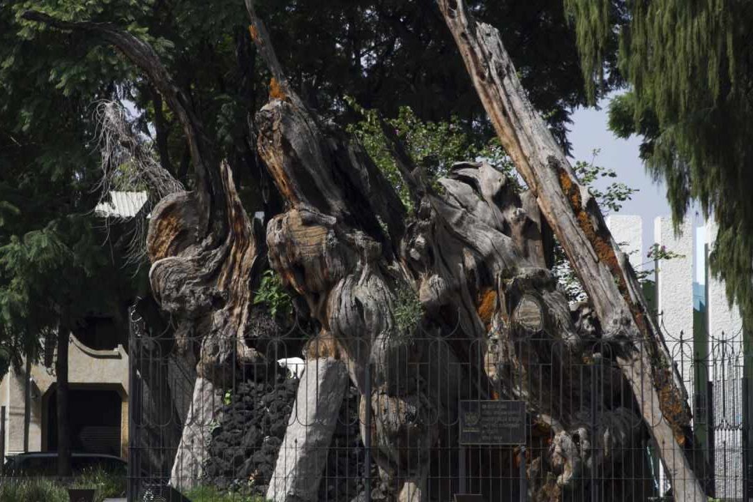 El árbol de la Noche Triste se ubica en la CDMX