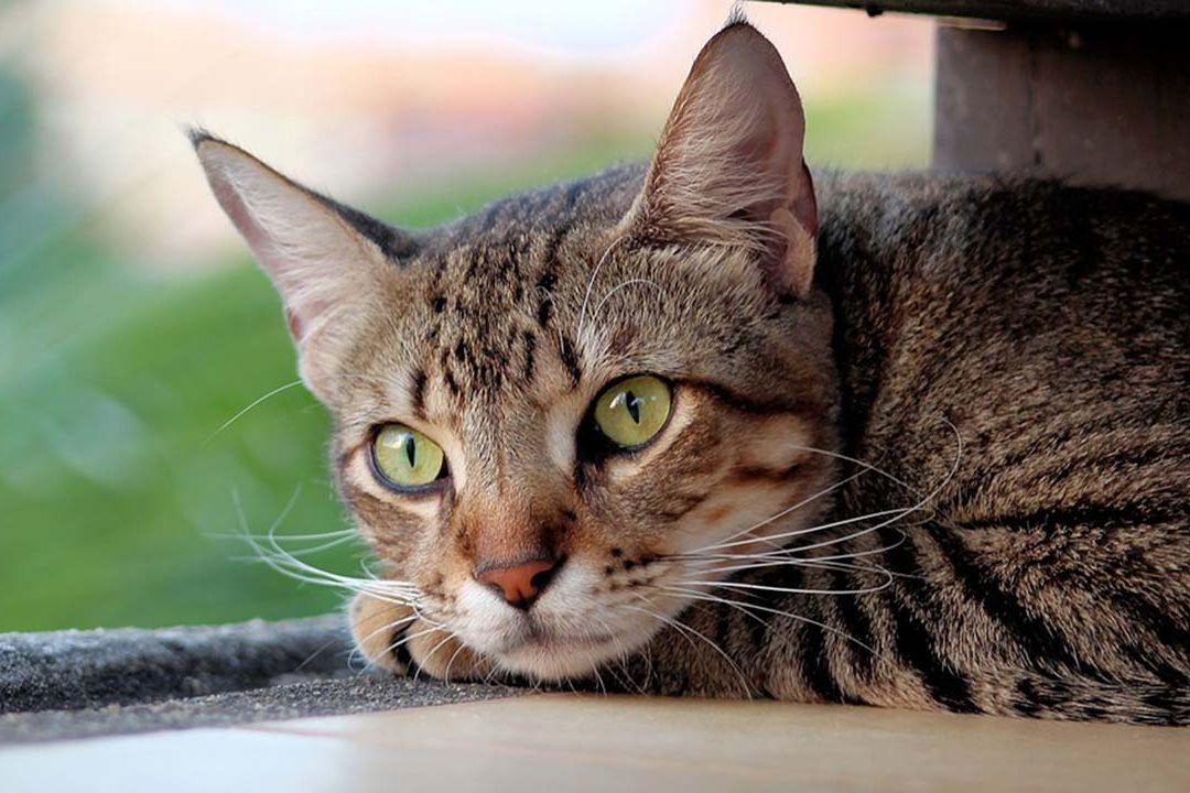 Crean App Para Reconocer el Dolor de los Gatos