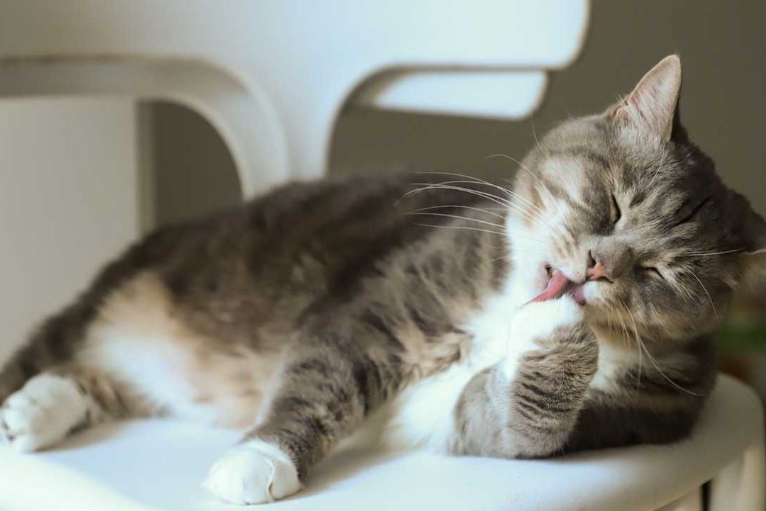 La Nariz de los Gatos Funciona como un Equipo de Análisis Químico