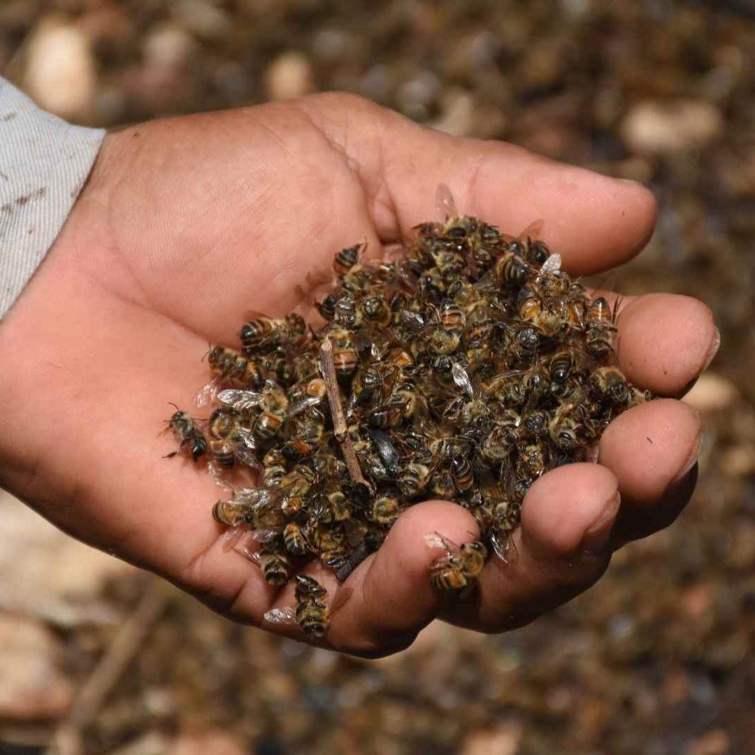 Muerte masiva de abejas