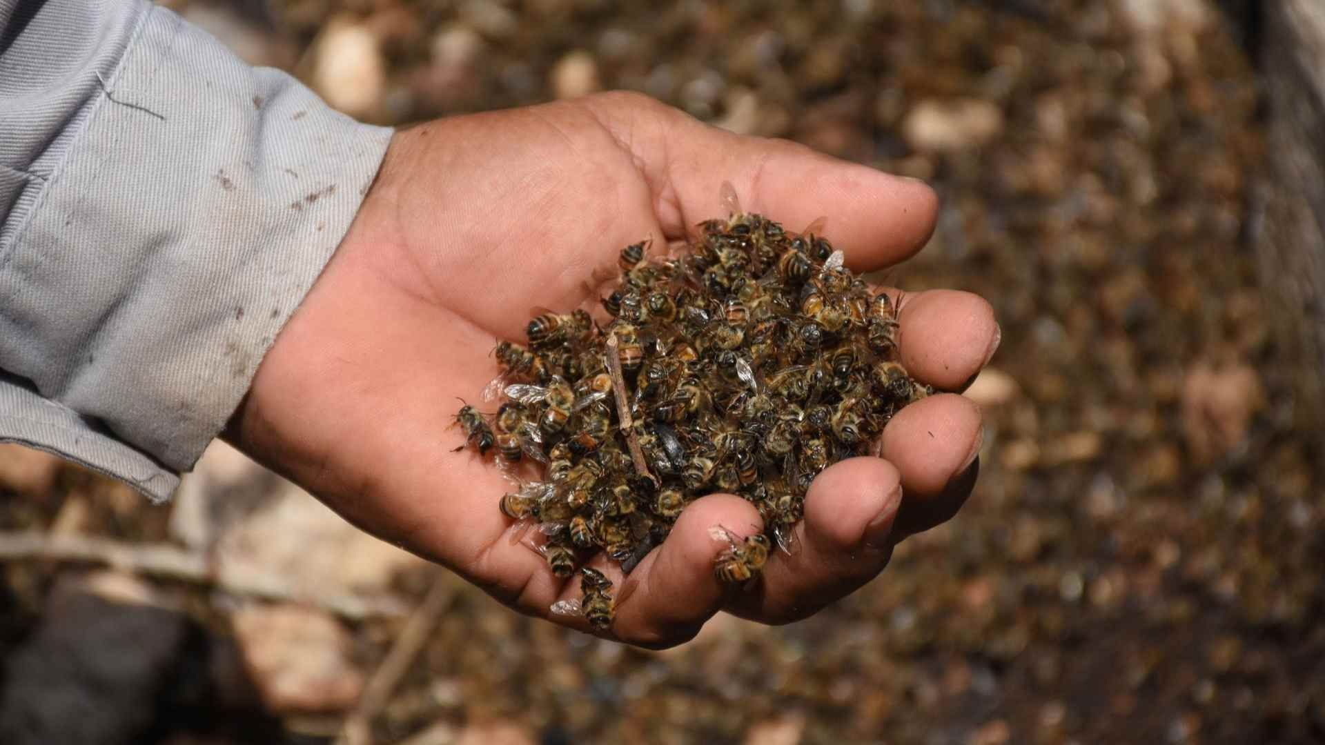 Muerte masiva de abejas
