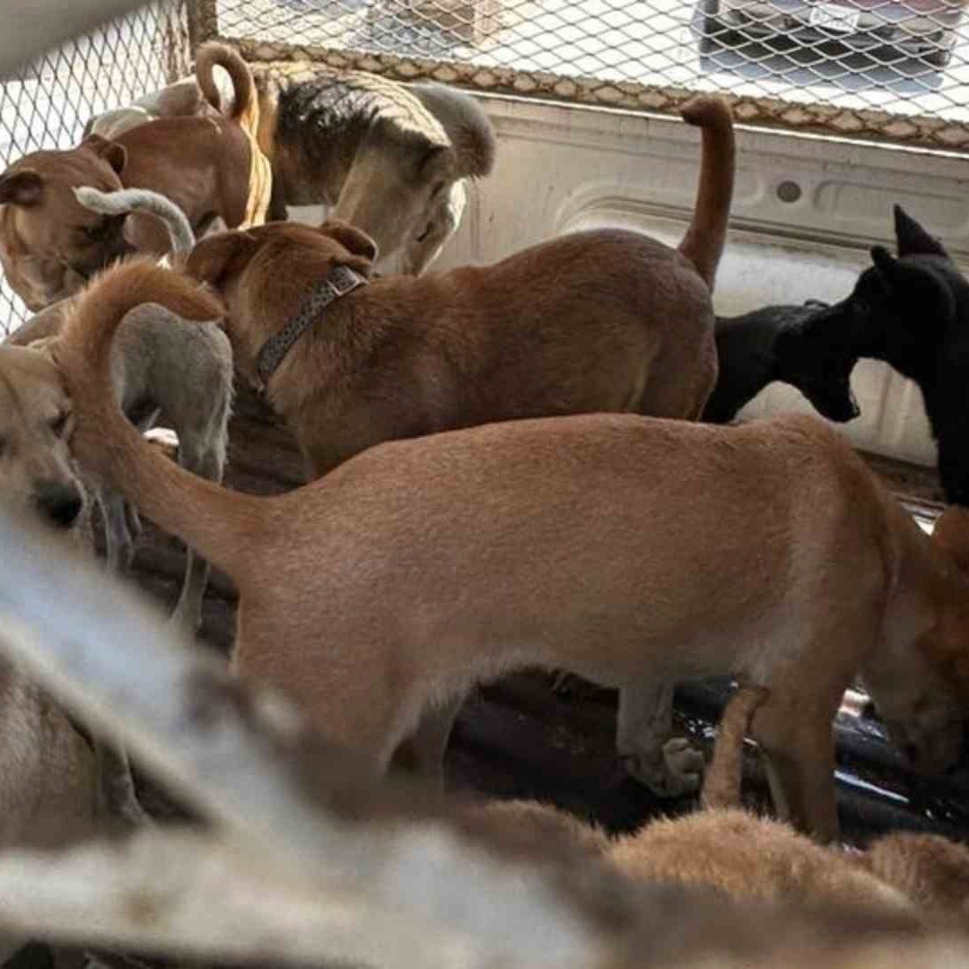 400 perros fueron rescatados al ser vendidos de manera clandestina