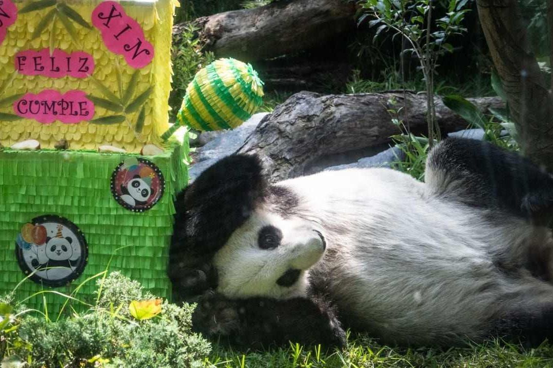 Xin Xin: Celebran Cumpleaños del Panda del Zoológico de Chapultepec | Fotos