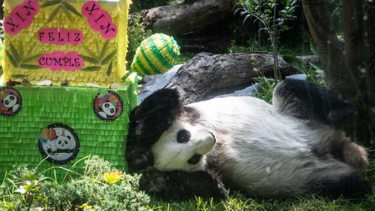 Xin Xin: Celebran Cumpleaños del Panda del Zoológico de Chapultepec | Fotos