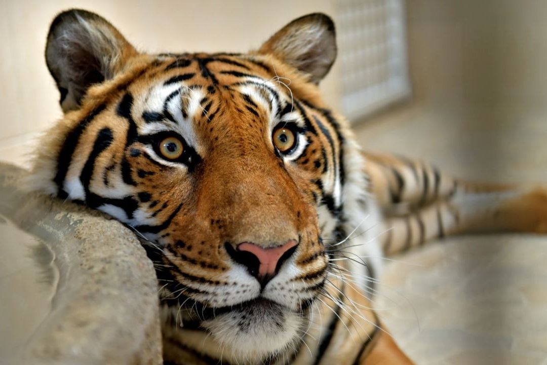 Tigre es Donado a Municipio de Ecatepec por Vecino