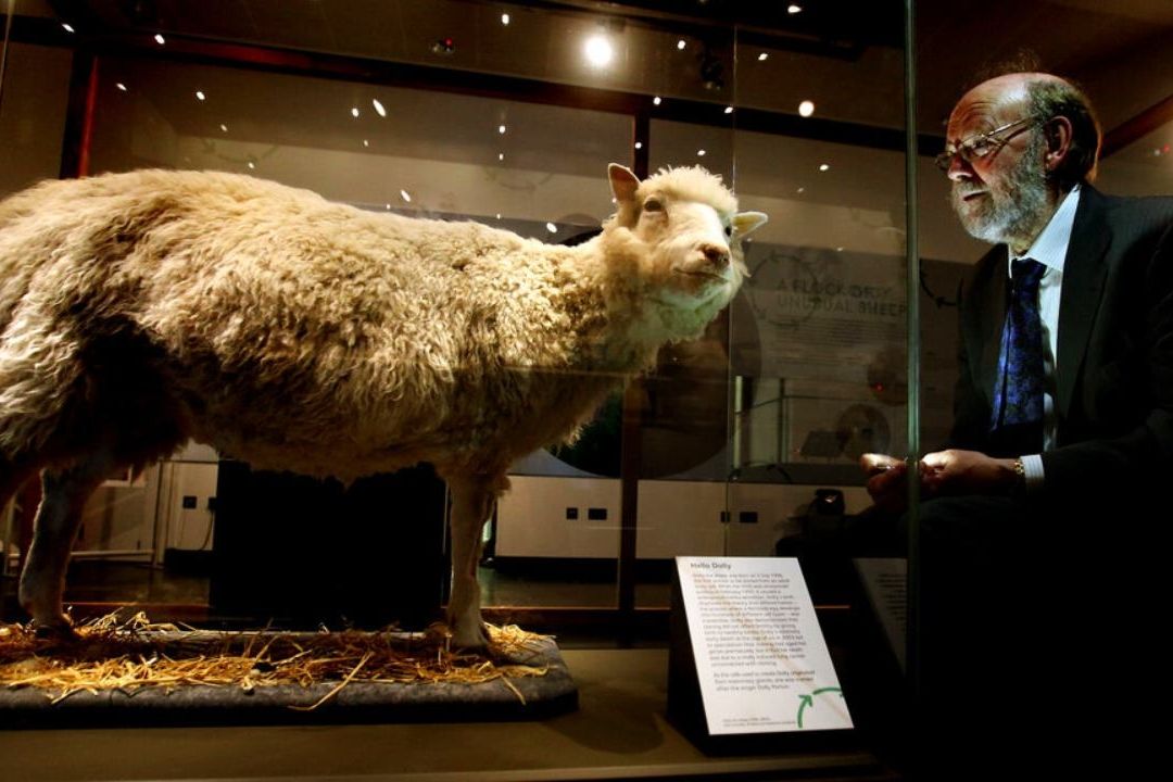 Se Cumplen 27 Años de la Oveja Dolly, Primer Animal Clonado
