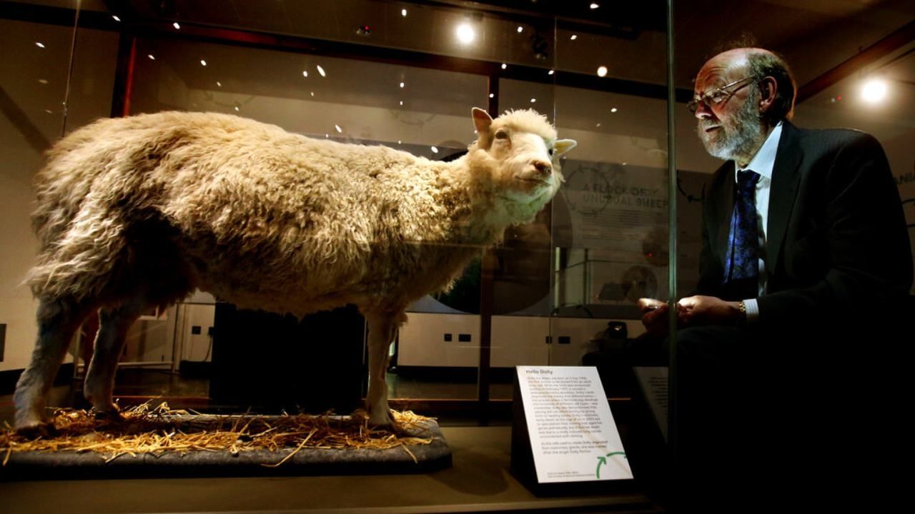 Se Cumplen 27 Años de la Oveja Dolly, Primer Animal Clonado