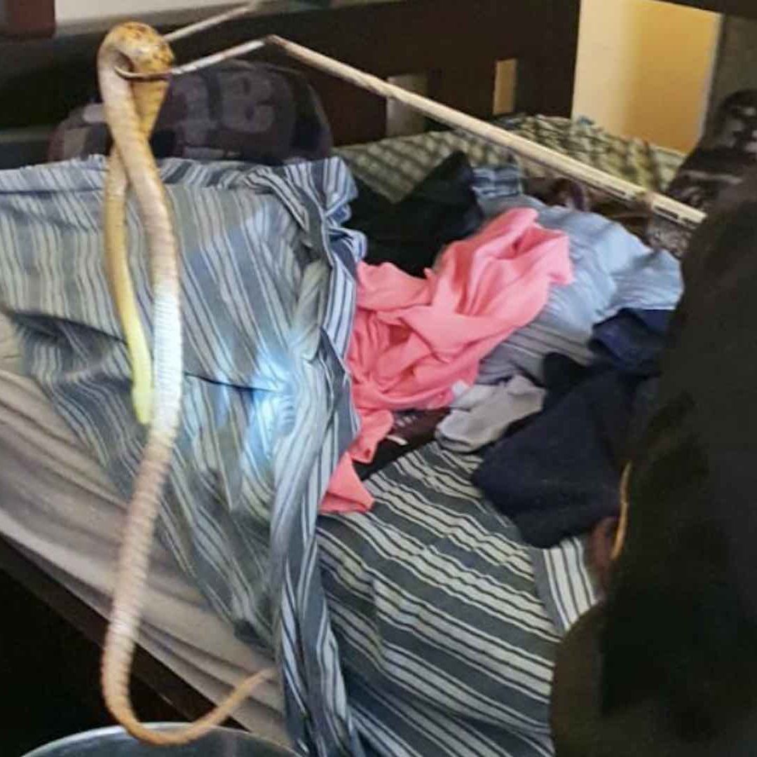 Una serpiente venenosa se caracteriza por tener una cabeza ancha y el cuello estrecho