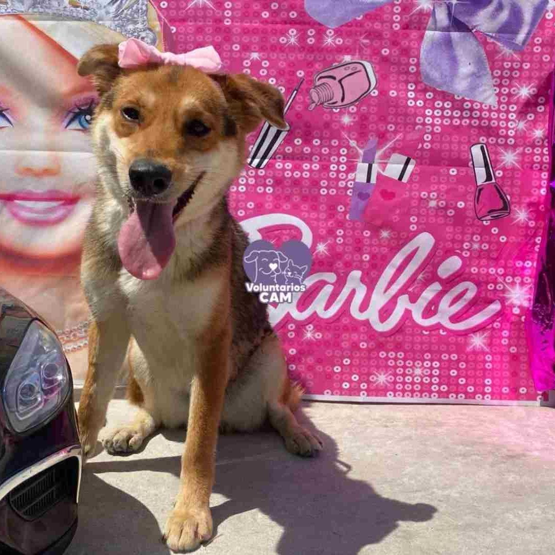Perros protagonizan sesión de fotos de Barbie para promover adopción