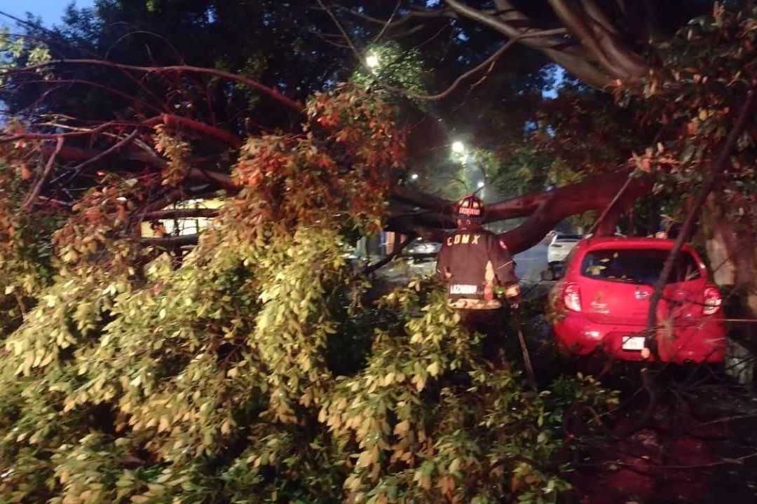 Lluvia Deja Árboles Caídos, Encharcamientos y Problemas Viales