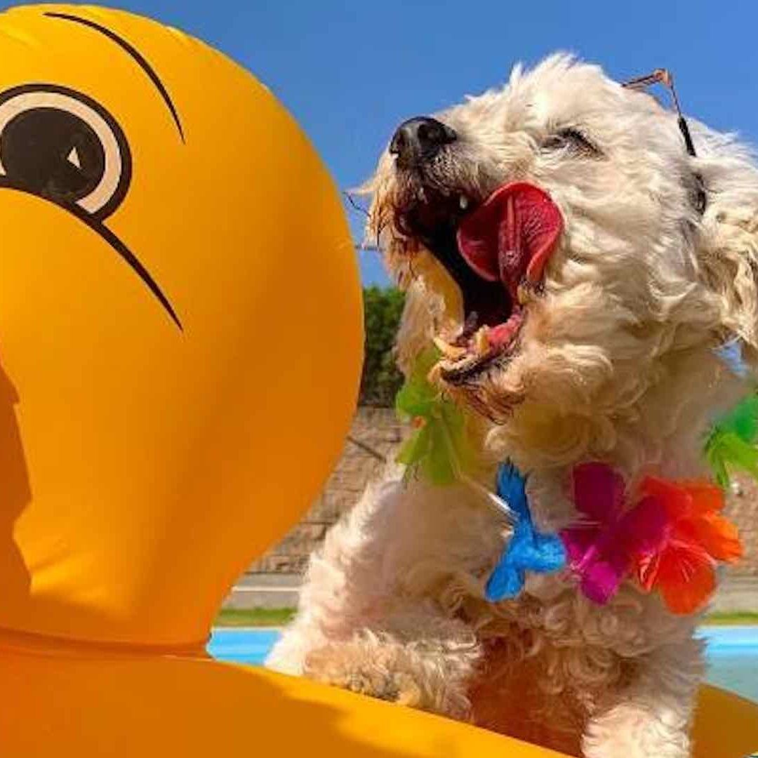 Aquatikan es el primer balneario exclusivo para perritos en México