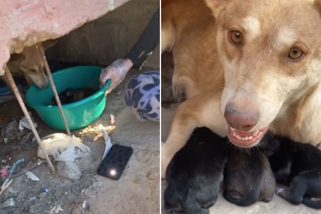 Joven Rescata Perritos Atrapados en Canal de Aguas Negras en Tijuana