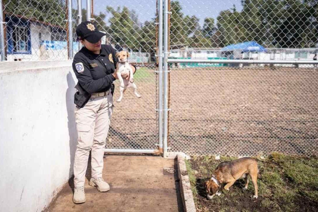 CDMX. ¿Dónde Está la Nueva Ciudad de los Perros y Gatos?