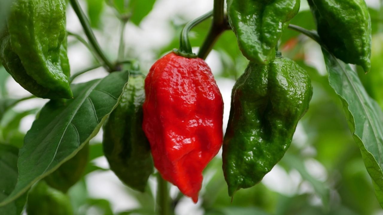 El chile más picoso del mundo es el Carolina Reaper