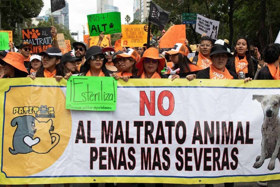 México sigue sin tener una Ley General de Bienestar Animal