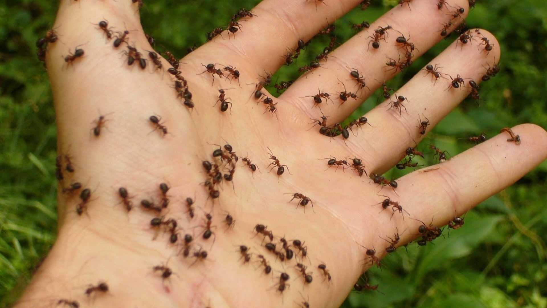 Las hormigas viven en colonias y llegan a tu casa por falta de higiene o por la presencia de alimentos.