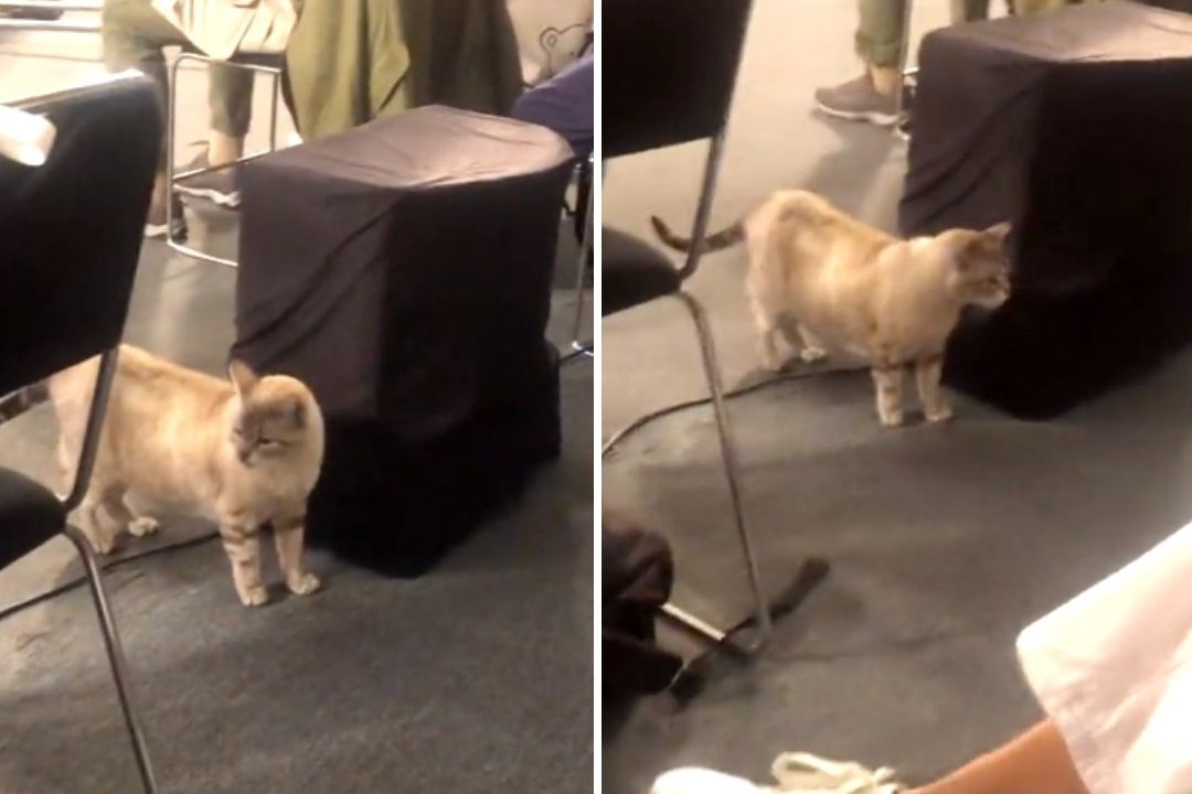 Un gato que vive en Palacio Nacional se coló en la mañanera del presidente Andrés Manuel López Obrador (AMLO) de este 13 de julio