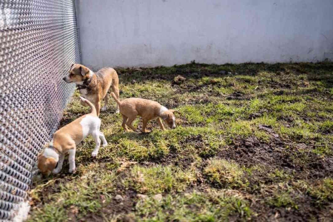 Fotocívicas CDMX Cómo pagar multas cuidando perros requisitos trabajo comunitario