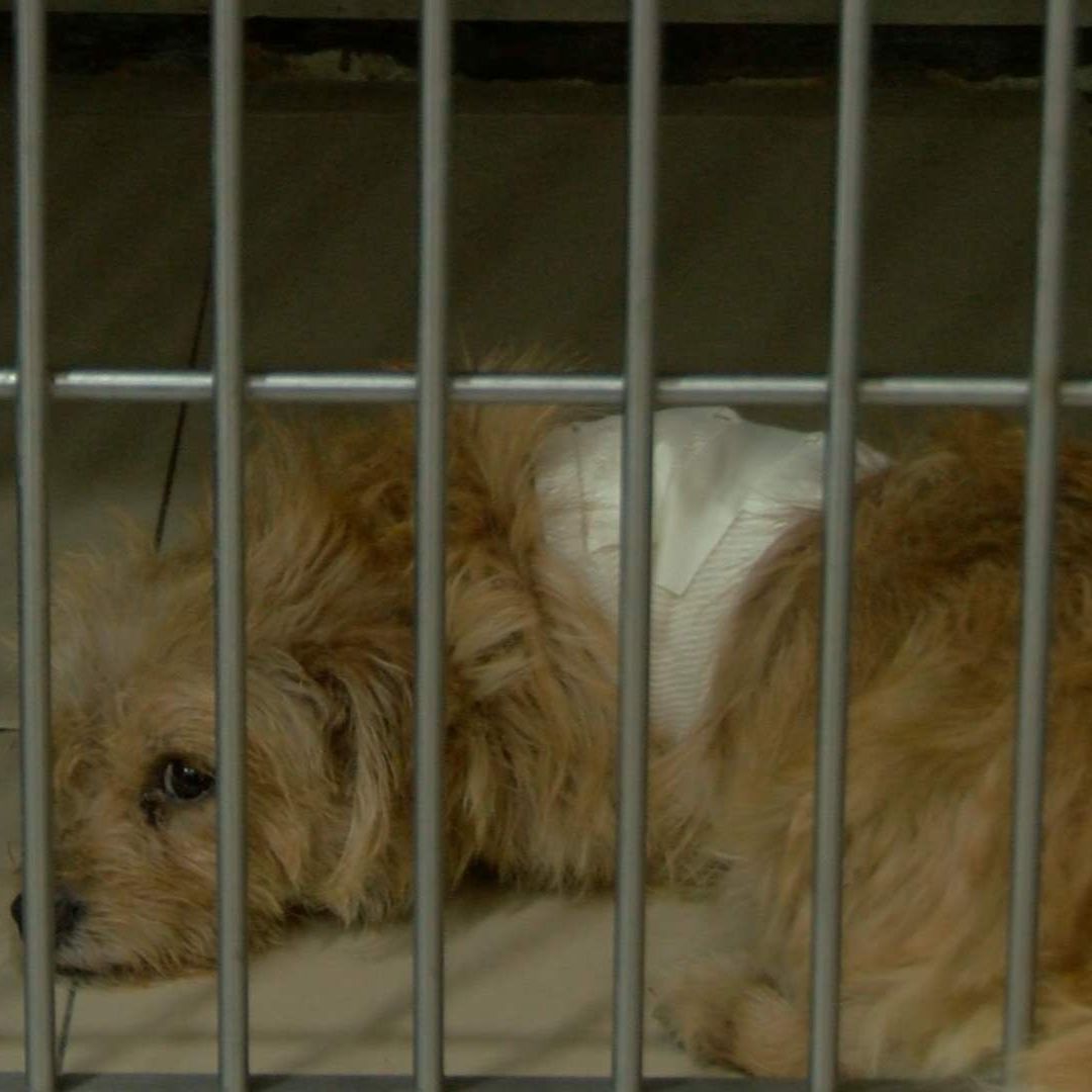 La perrita Mili se sigue recuperando tras casi morir desangrada, en Jalisco