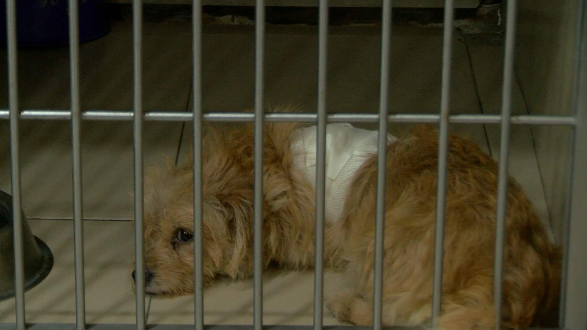La perrita Mili se sigue recuperando tras casi morir desangrada, en Jalisco