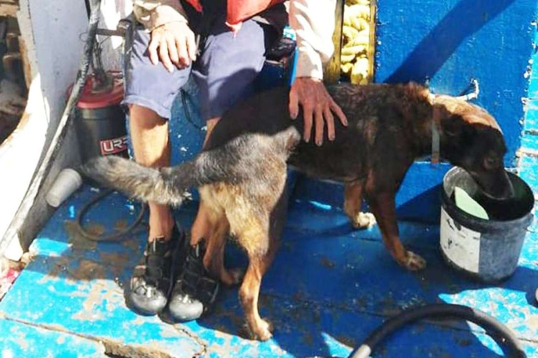 Bella, Perrita Mexicana que Acompañó a Náufrago Se Va a Australia