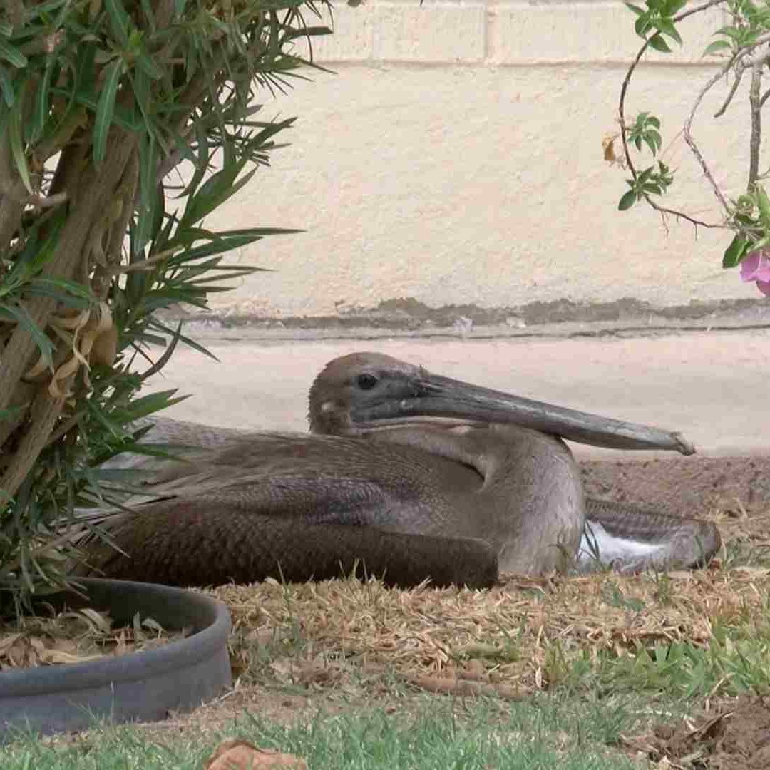 Caen aves silvestres por calor extremo en Mexicali, Baja California