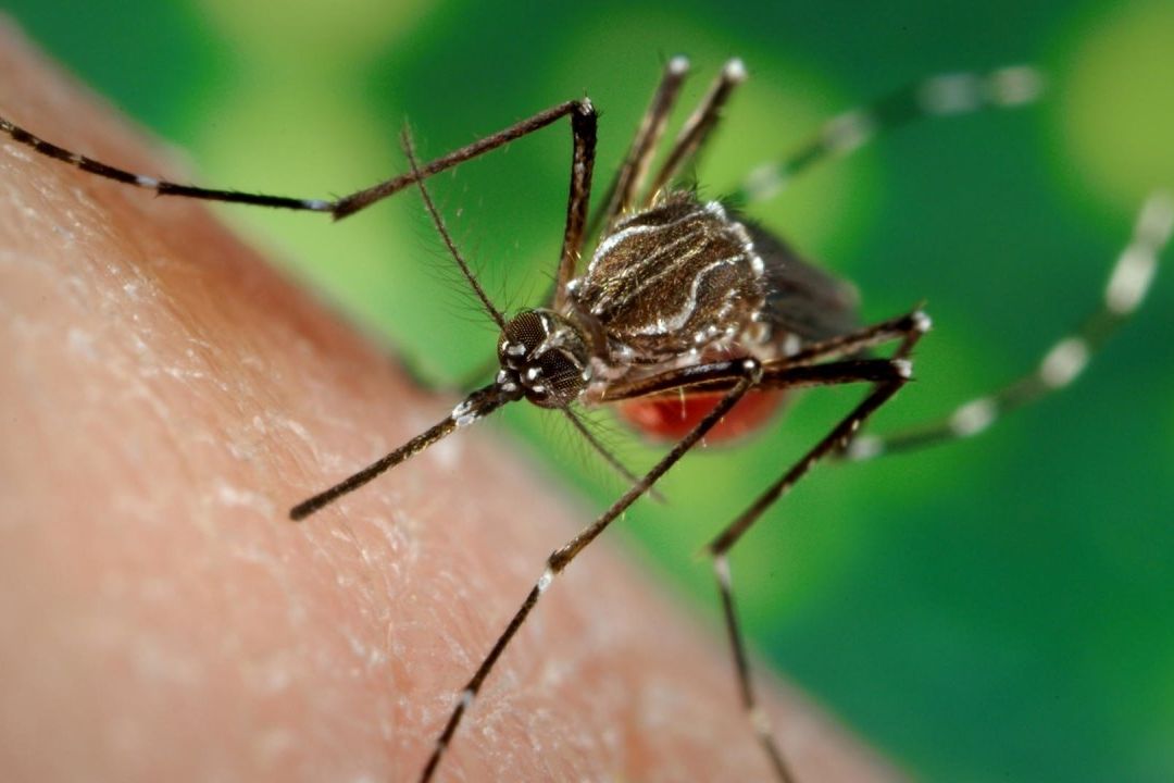 Investigadores crean aplicación sobre mosquitos para ayudar a combatir la malaria