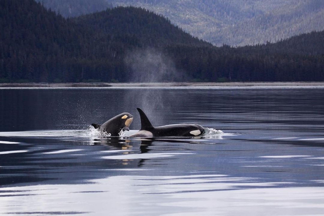 Un estudio reveló que cuando las orcas hembra alcanzan la menopausia protegen a sus hijos de posibles peleas
