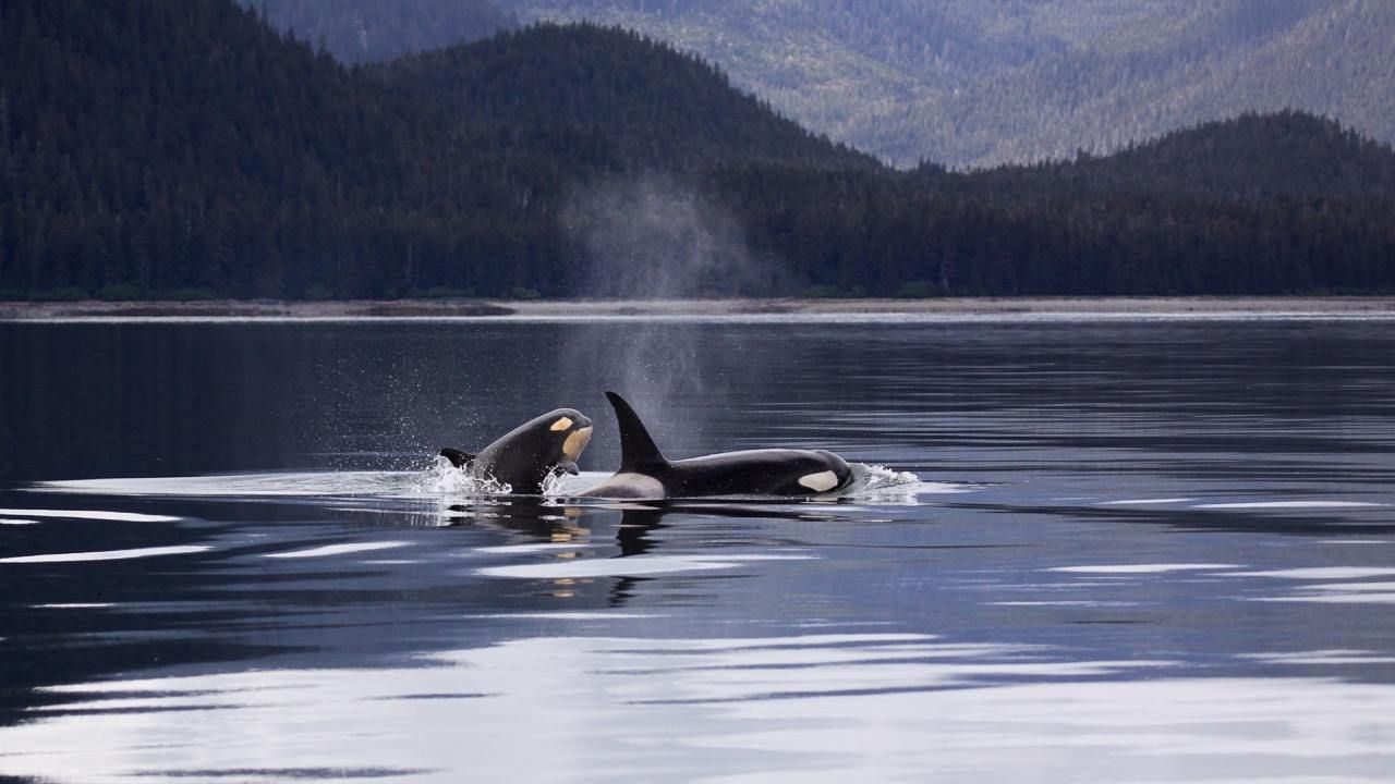 Un estudio reveló que cuando las orcas hembra alcanzan la menopausia protegen a sus hijos de posibles peleas