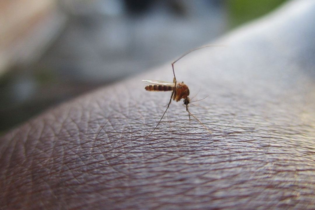 La OMS advirtió que los casos de dengue aumentarán este año debido al calentamiento global