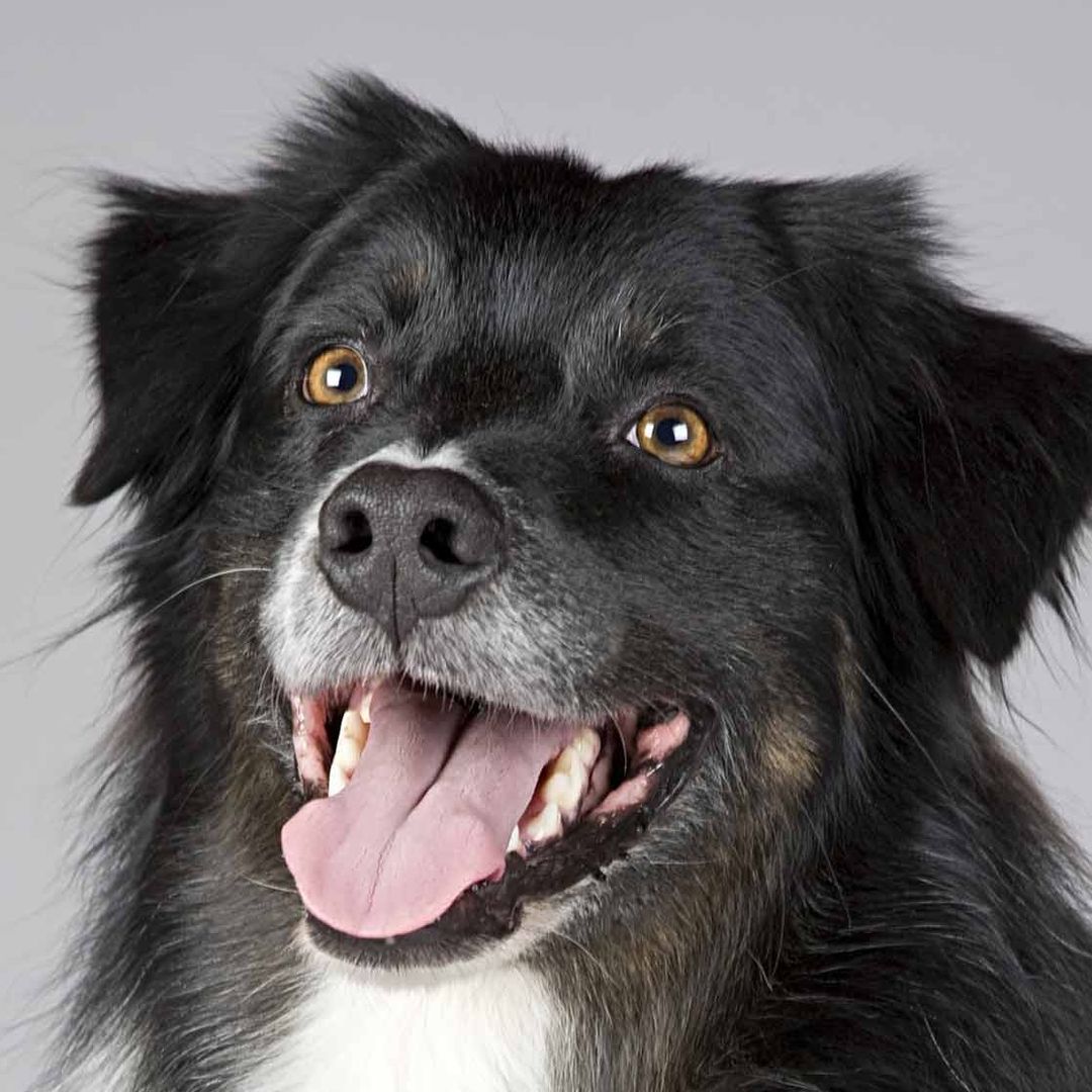Día Mundial del Perro: ¿Por Qué Más Mexicanos Prefieren Adoptar?