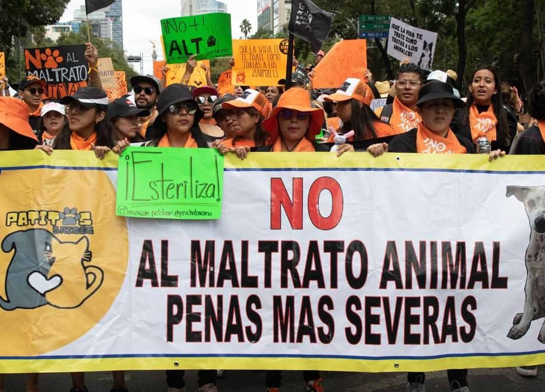 Preocupan Datos de Más Casos de Maltrato a Perros en México