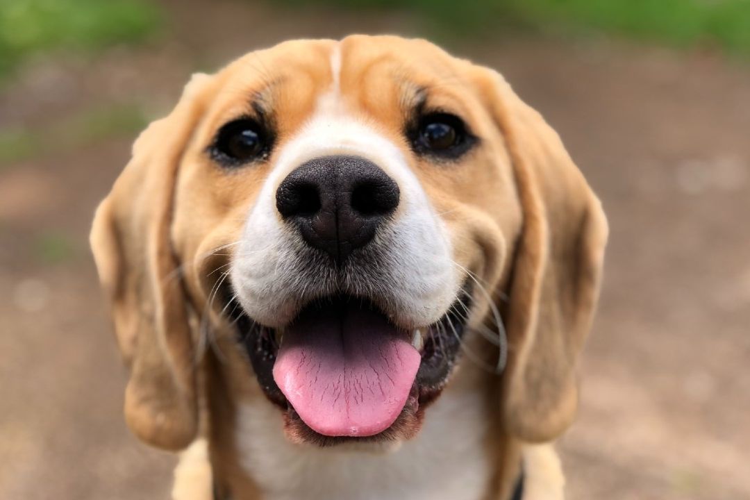 Día del Perro 2023 Por Qué Se Celebra el 21 de Julio | Cuál es el Origen de la Efeméride