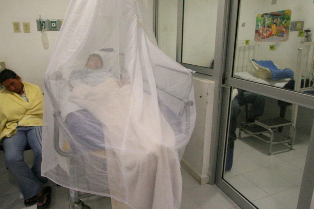 Los síntomas más comunes del dengue están: fiebre, dolor muscular, dolor de cabeza, ronchas, cuadros neurológicos, convulsiones.