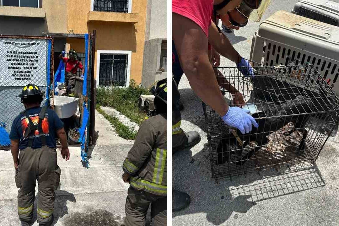 Hallan a 23 Perros Muertos en una Casa en Cancún
