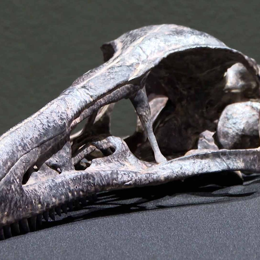 Presentan "Xenovenator Espinosai", Nueva Especie de Dinosaurio Descubierta en Coahuila