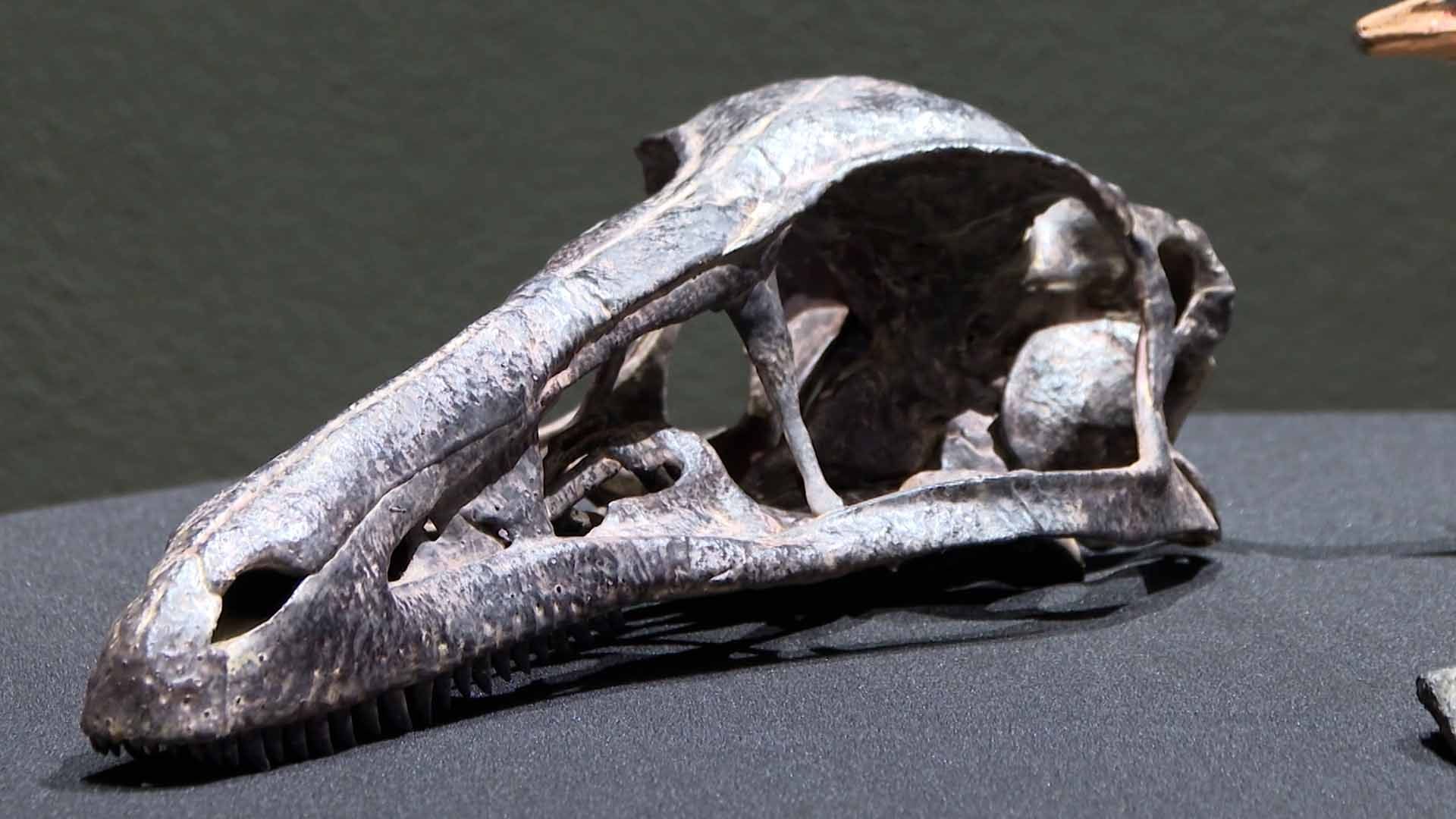 Presentan "Xenovenator Espinosai", Nueva Especie de Dinosaurio Descubierta en Coahuila