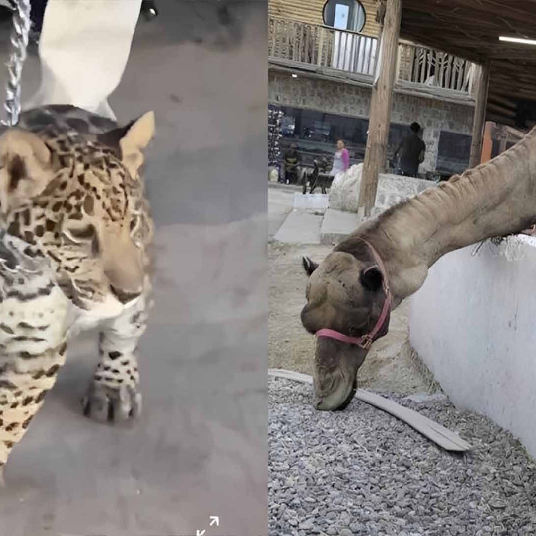 Denuncian Presunto Zoológico Clandestino en La Laguna