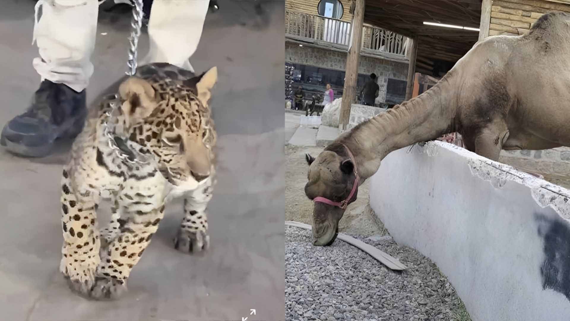 Denuncian Presunto Zoológico Clandestino en La Laguna