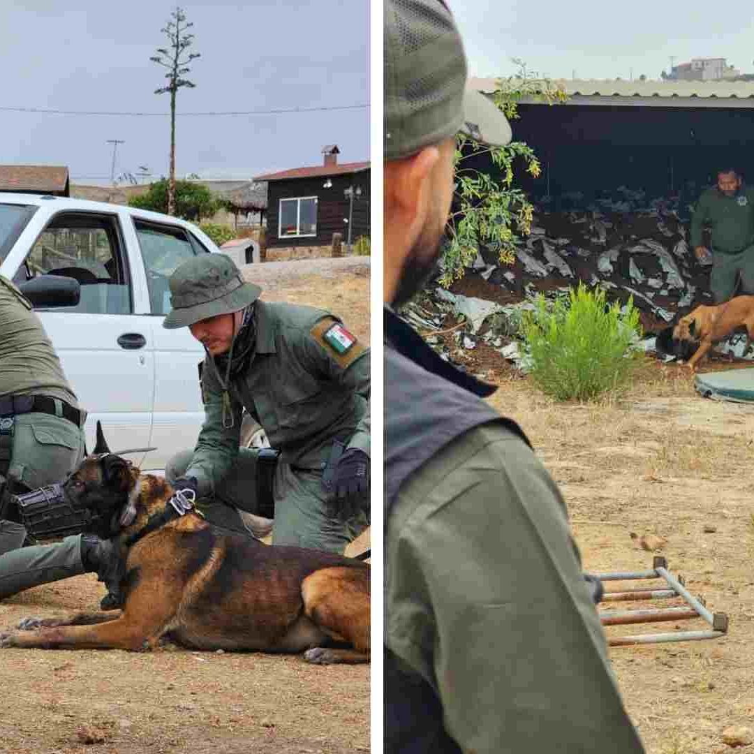 Agentes Caninos Fueron Evaluados y Certificados por la SSCBC