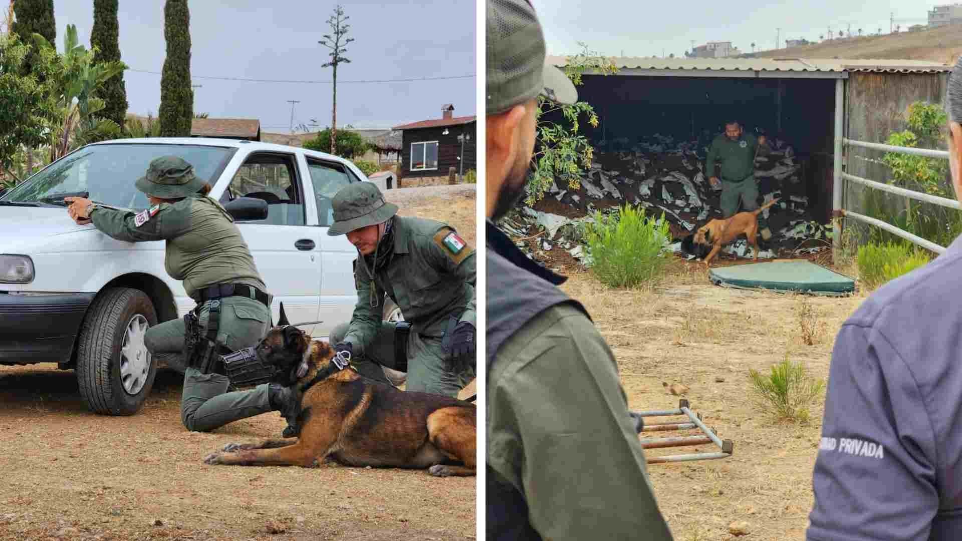 Agentes Caninos Fueron Evaluados y Certificados por la SSCBC