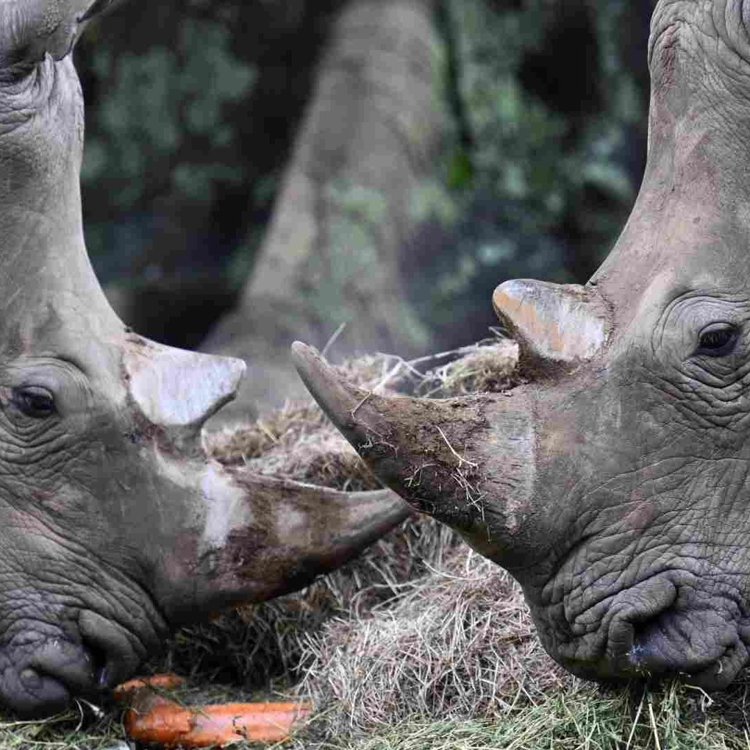 Rinoceronte Blanco del Norte: Obtienen 5 Embriones de Especie Casi Extinta