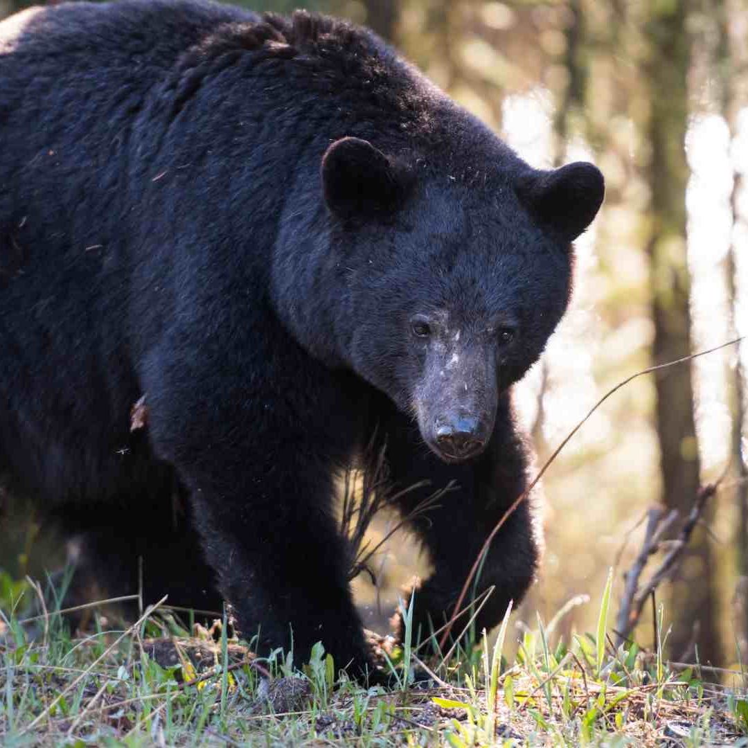 Oso Captado en Bosque de la Sierra Gorda Queretana