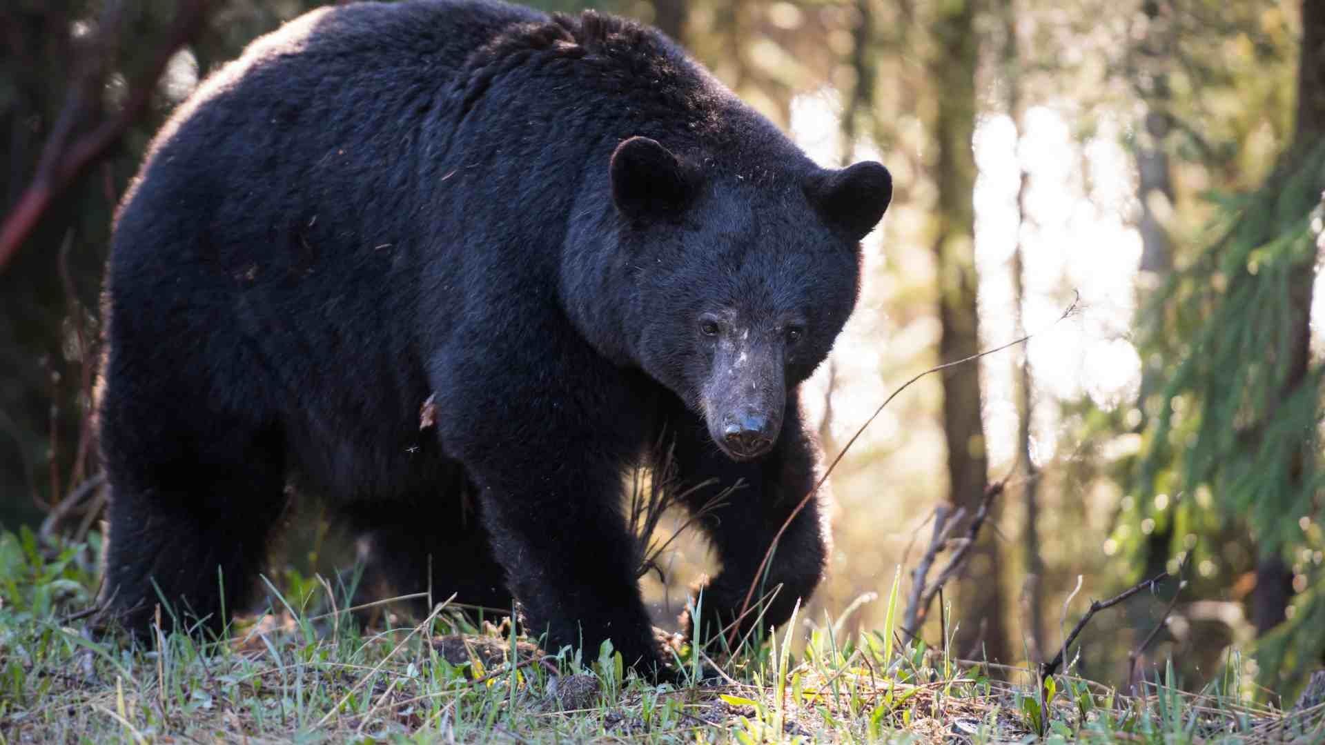 Oso Captado en Bosque de la Sierra Gorda Queretana