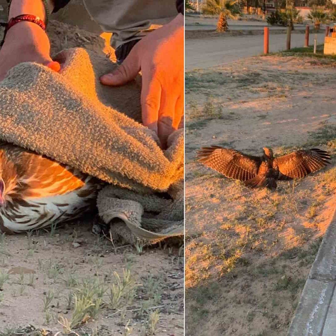 Muere Águila Real Rescatada en Campo de Fútbol Americano de la Universidad Estatal de Sonora