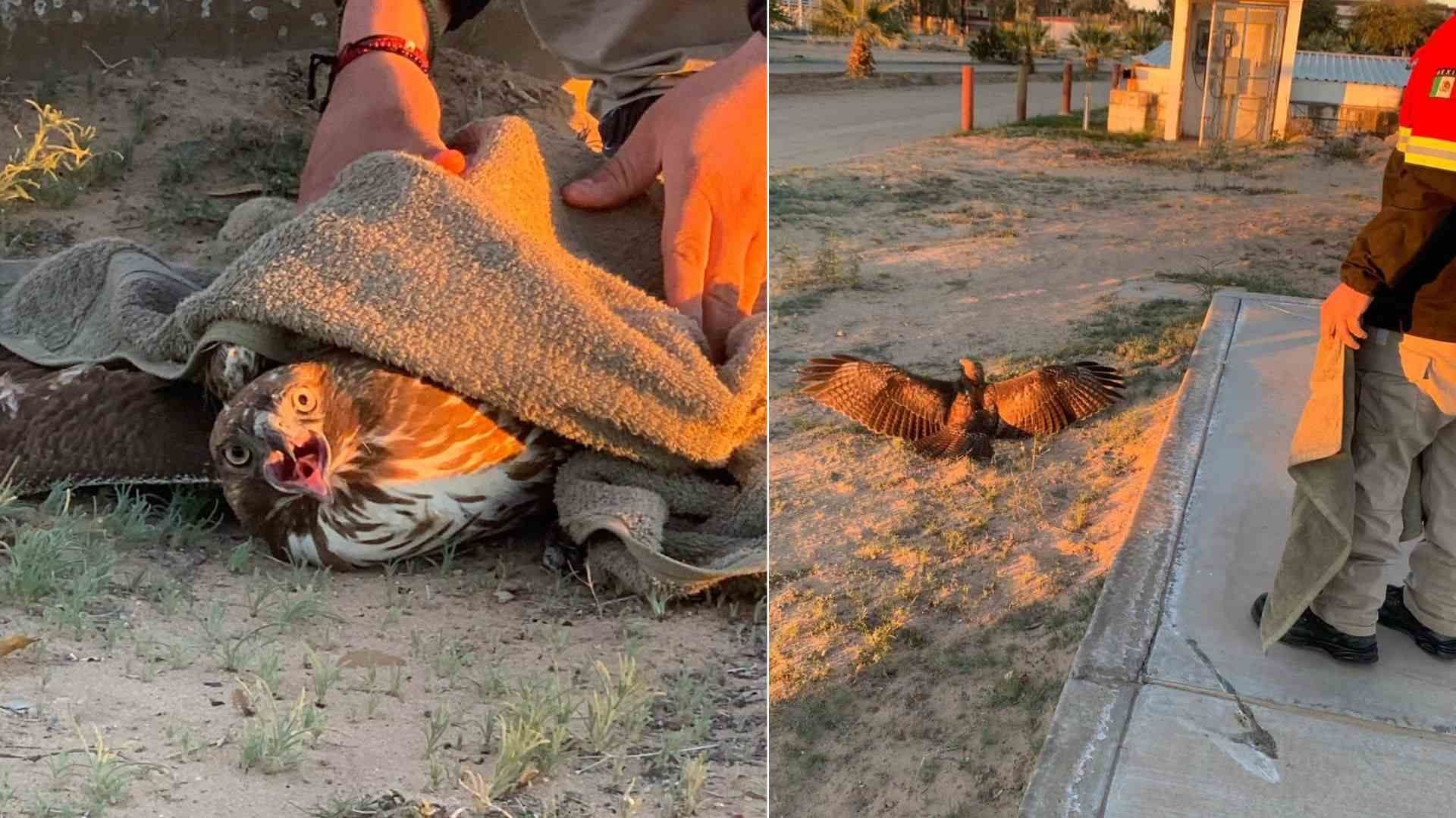 Muere Águila Real Rescatada en Campo de Fútbol Americano de la Universidad Estatal de Sonora