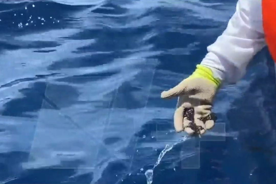 Manchas de Combustible Invaden el Golfo de México, Tras Derrame
