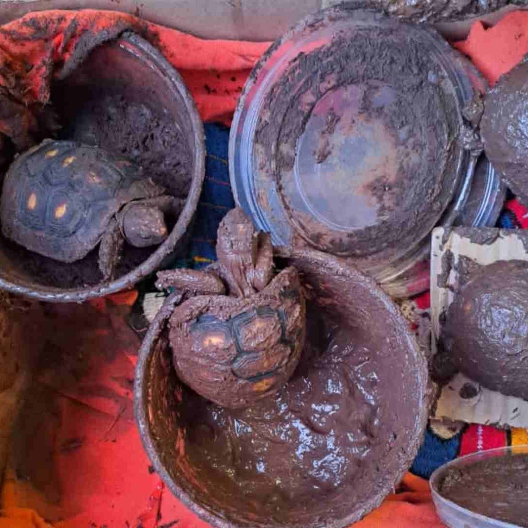 Rescatan Vivas a Tortugas en Paquetería en CDMX; Iban a Acapulco
